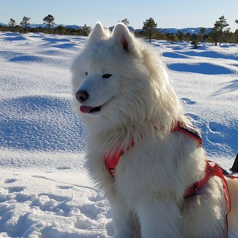 Samojed hannhund omplasseres