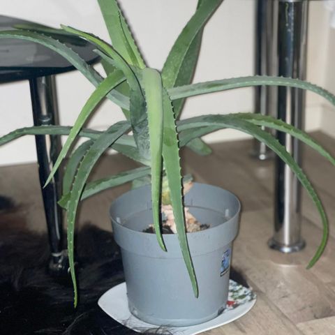 Aloe Vera plante