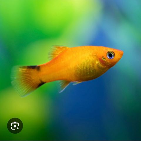 Platy