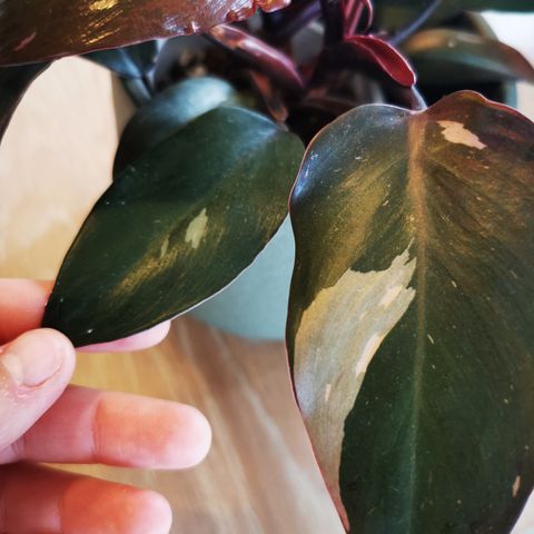 Philodendron Pink princess marble