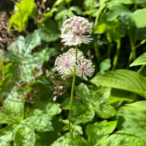 Stjerneskjerm, Astrantia hvit staude selges