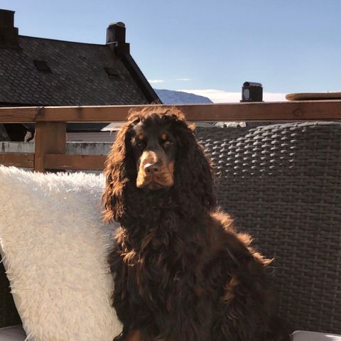 Engelsk Cocker Spaniel valper, NKK registrert.