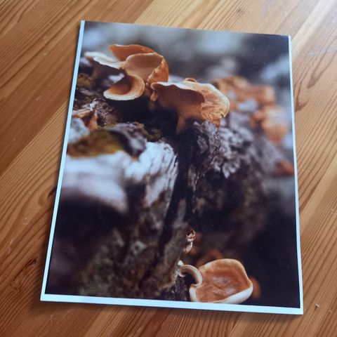 Fotografi  av sopp uten ramme 20 × 25