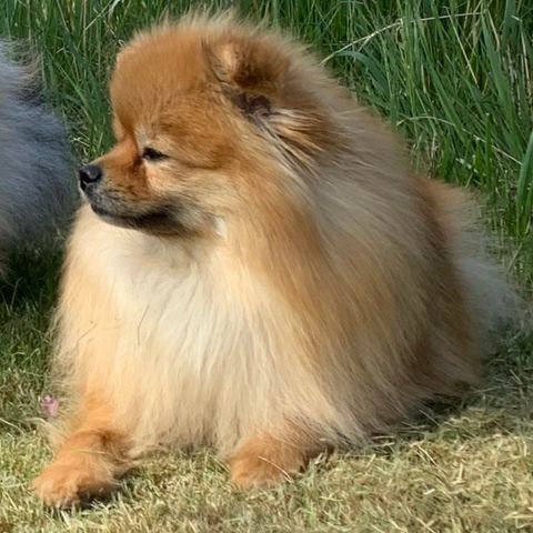 Voksen Pomeranian tispe omplasseres/NKK Reg