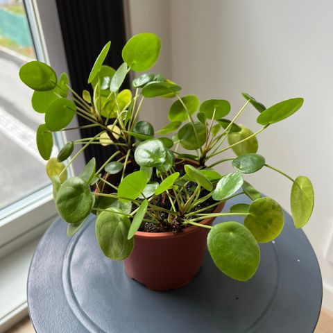 Pilea peperomioides