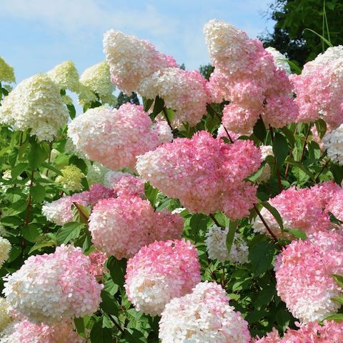 Syrinhortensia Vanilla Fraise og Little Spooky