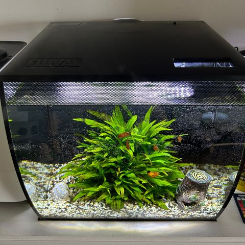 Akvarium Fluval 57L med fisker, planter og utstyr