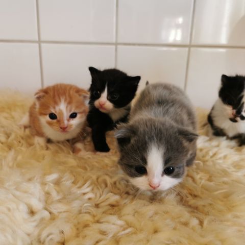 🐈Kattunger- 2 igjen! -lev.klare 14/9 🐱