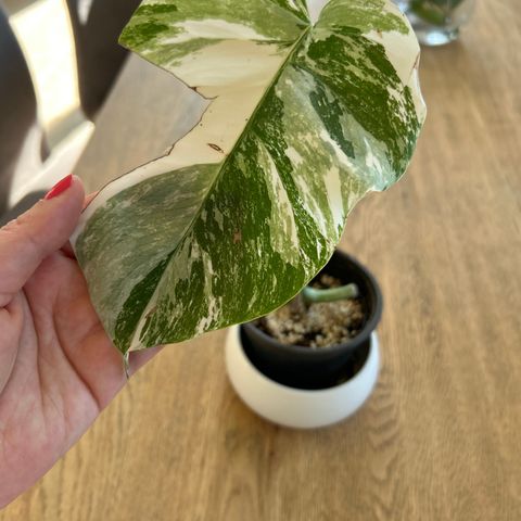 Monstera variegata plantet stikling