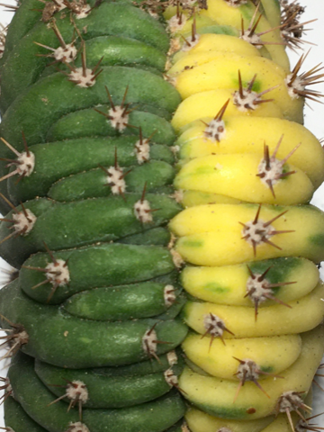 Super sjelden kaktus selges for 1300 kr