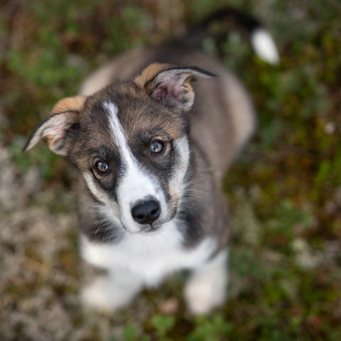 Alaska Husky valper ser etter nytt aktivt hjem.