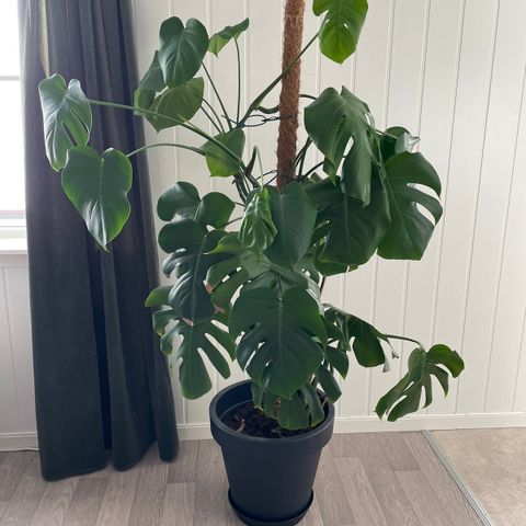 Stor monstera deliciosa