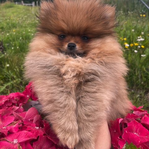 Pomeranian gutt NKK reg