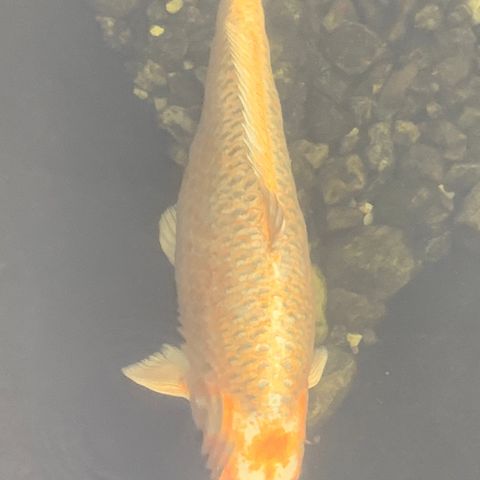 Japansk koi