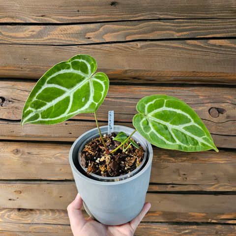 Anthurium hybrid (forgetii x crystallinum x magnificum)