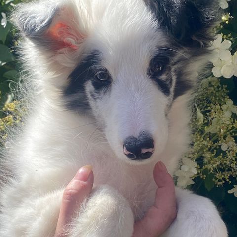 Shetland Sheepdog