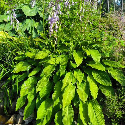 Veldig stor hosta, staude