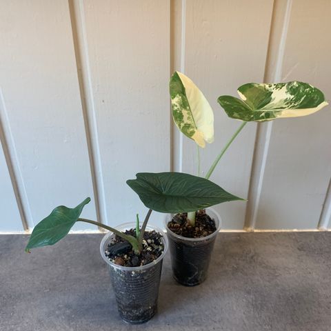 Alocasia Scalprum & Alocasia Macrorrhiza Variegata 1 igjen!