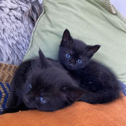 To kattunger gis bort til rett hjem
