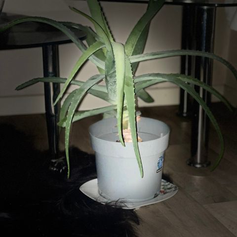 Aloe Vera plante