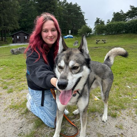 🦮HUNDEPASS, Turgåing og holde hunder/katter/andre dyr/, HUNDETURER