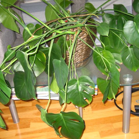 Stor monstera plante.