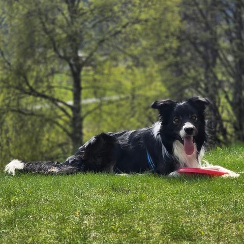 Border Collie 2år