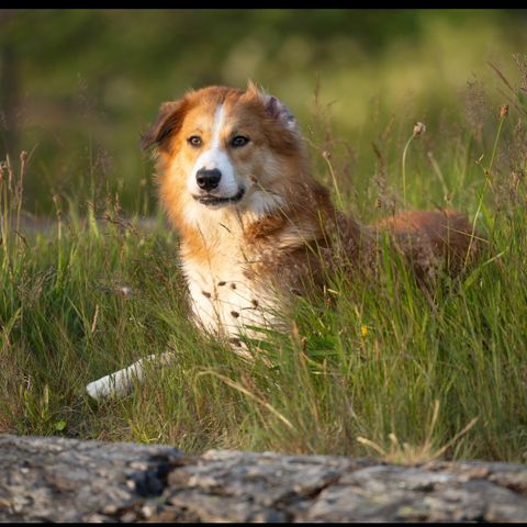 Hundepass til en kjærlig ,herlig og klok hund   ❤️🥰