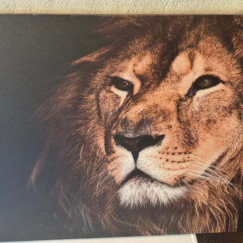 Bilde Løvemotiv