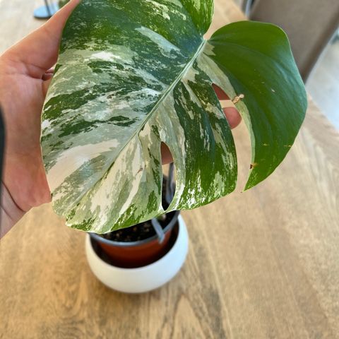 Monstera variegata stikling, plantet og med nytt skudd på vei