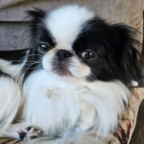 Vakker  japanese chin ca 3 kg