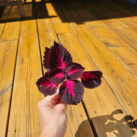 China Rose (Coleus) stiklinger