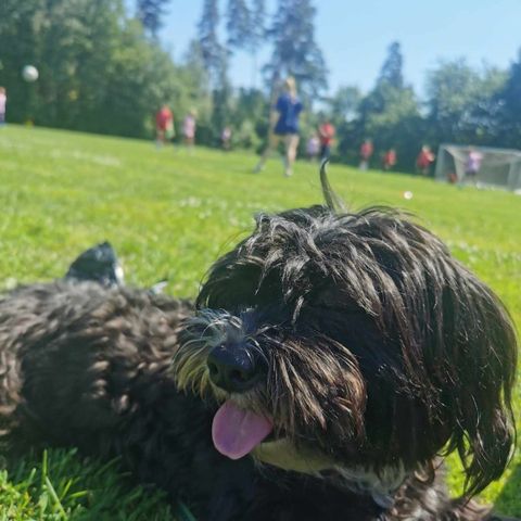 Maltipoo Hanne 2 år selges