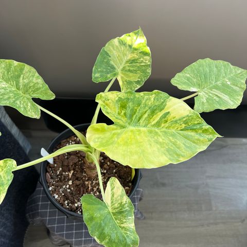 Alocasia Gageana Aurea Variegata