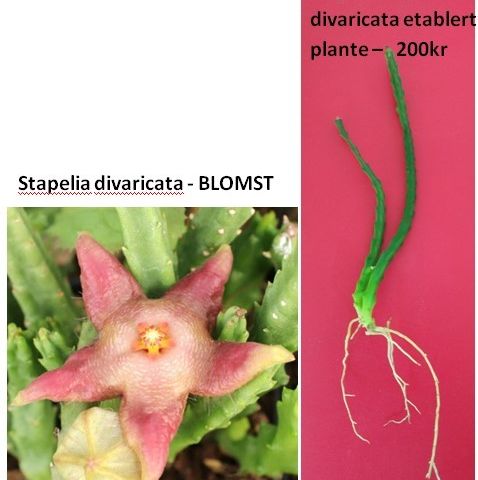 Stapelia divaricata - sjelden sukkulent fra Sør-Afrika