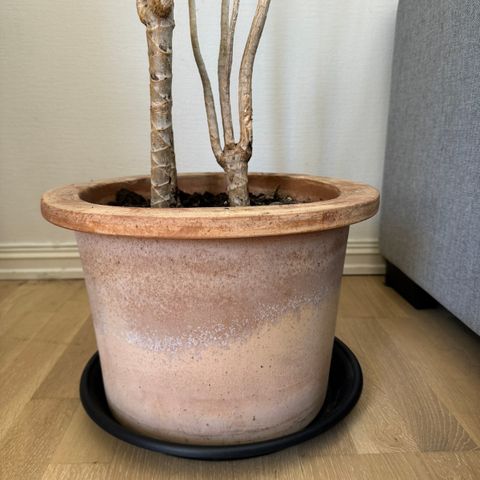 Plante + potte selges