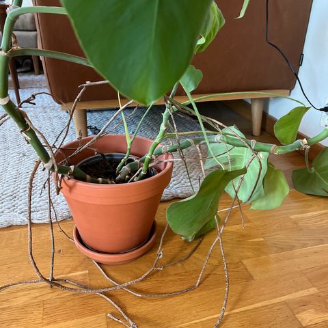 Monstera plante