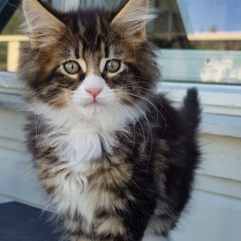 Maine Coon kattunger