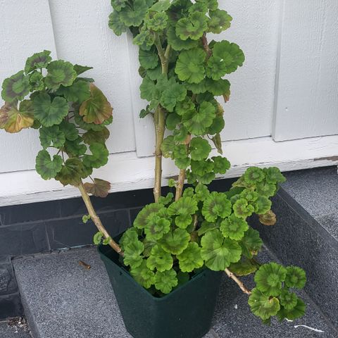 Mange årlige pelargonia