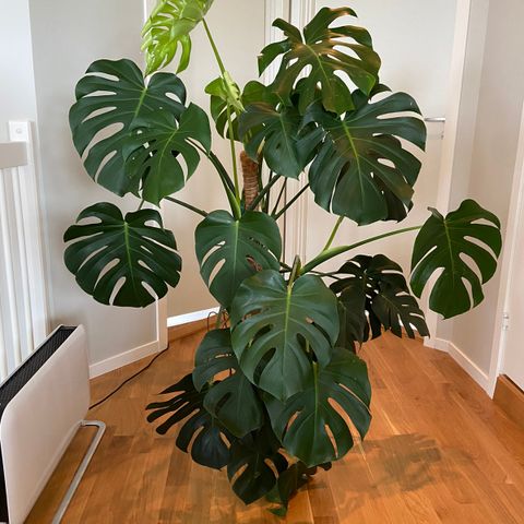 Stor monstera deliciosa | 145 cm høy