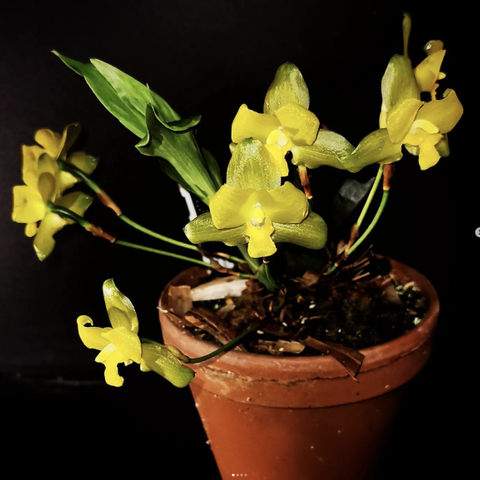 Sjelden Orkide - Lycaste campbellii