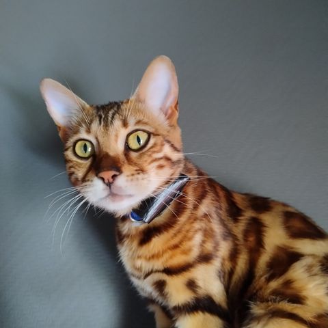 Bengal Katt