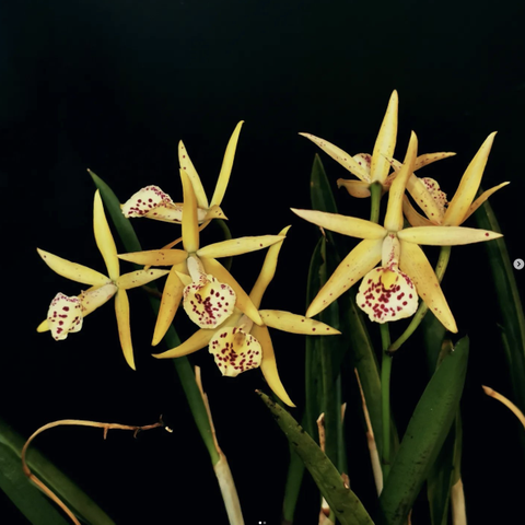 Sjelden Orkide - Bc. Jairak Finch