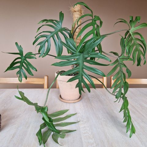 Philodendron Mayoi