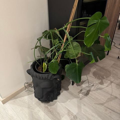 Monstera