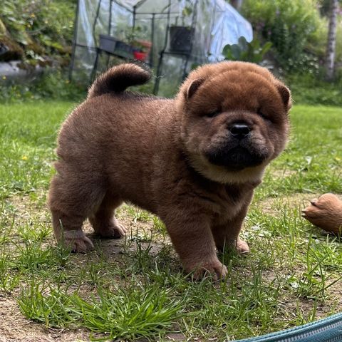 Chow chow valper