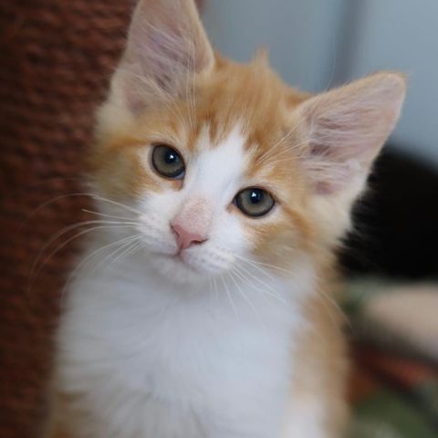 Lekne og kosete kattungen EROS 🖤 ADOPTER fra Lucas Org. 🐾