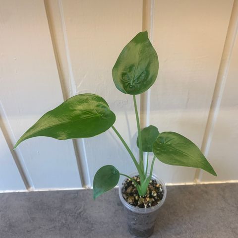 Alocasia Cucullata Yellow Tail