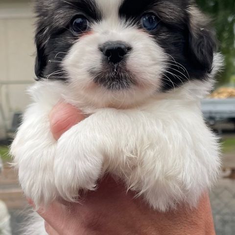 Tibetansk Spaniel valp med to farger på øynene .