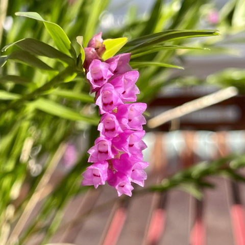 Sjelden Orkide - Isochilus linearis